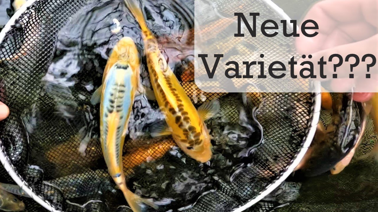 Was bei meinen selbst gezüchteten Koi raus gekommen ist - Doitsu Ginrin Metallic Verpaarung