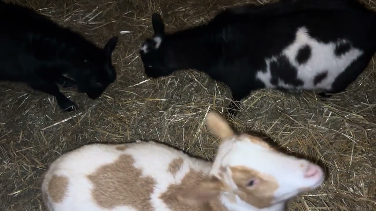 Goats are Crazy 💚
