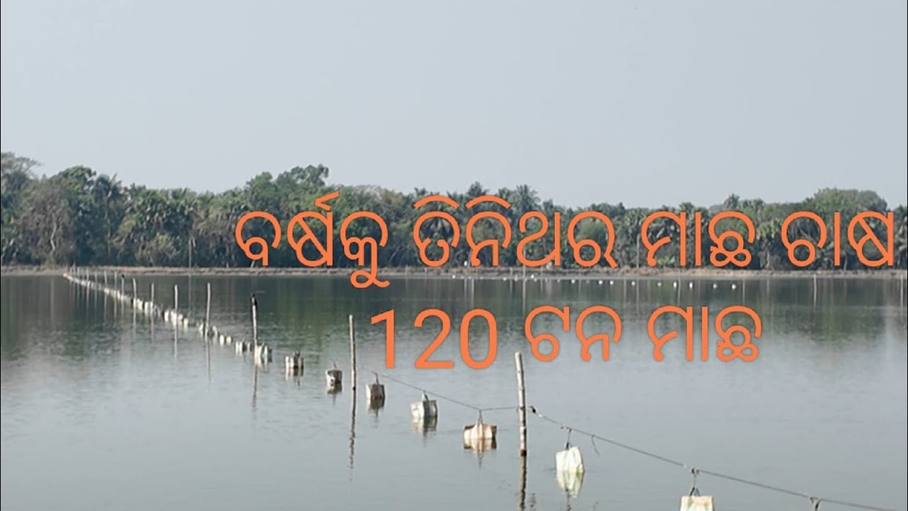 ଏଠି ବର୍ଷକୁ ହେଉଛି ତିନି ଥର ମାଛ ଚାଷ #fishfarming #tour west bengal