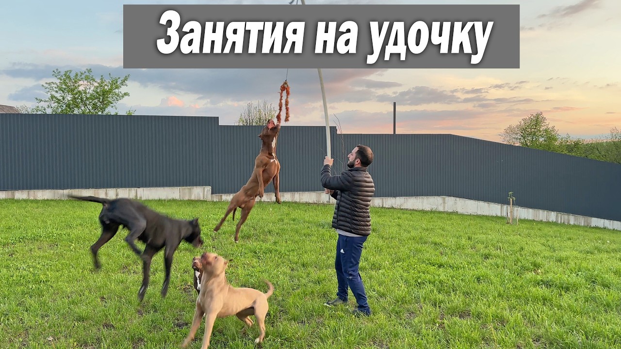 Долгожданные занятия на удочку с питбулями и щенками.