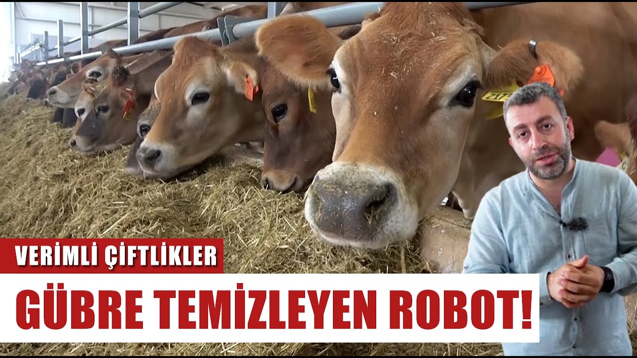 Gördüğüm En İyi Jersey Çiftliği! Bu Çiftlikte Robotlar Çalışıyor! | Verimli Çiftlikler