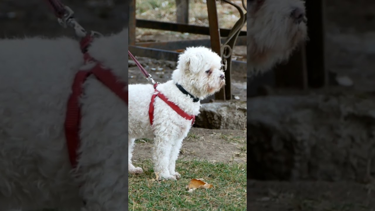 The Enchanting Bichon Frise: Unveiling the Charismatic Personality of this Delightful Breed!