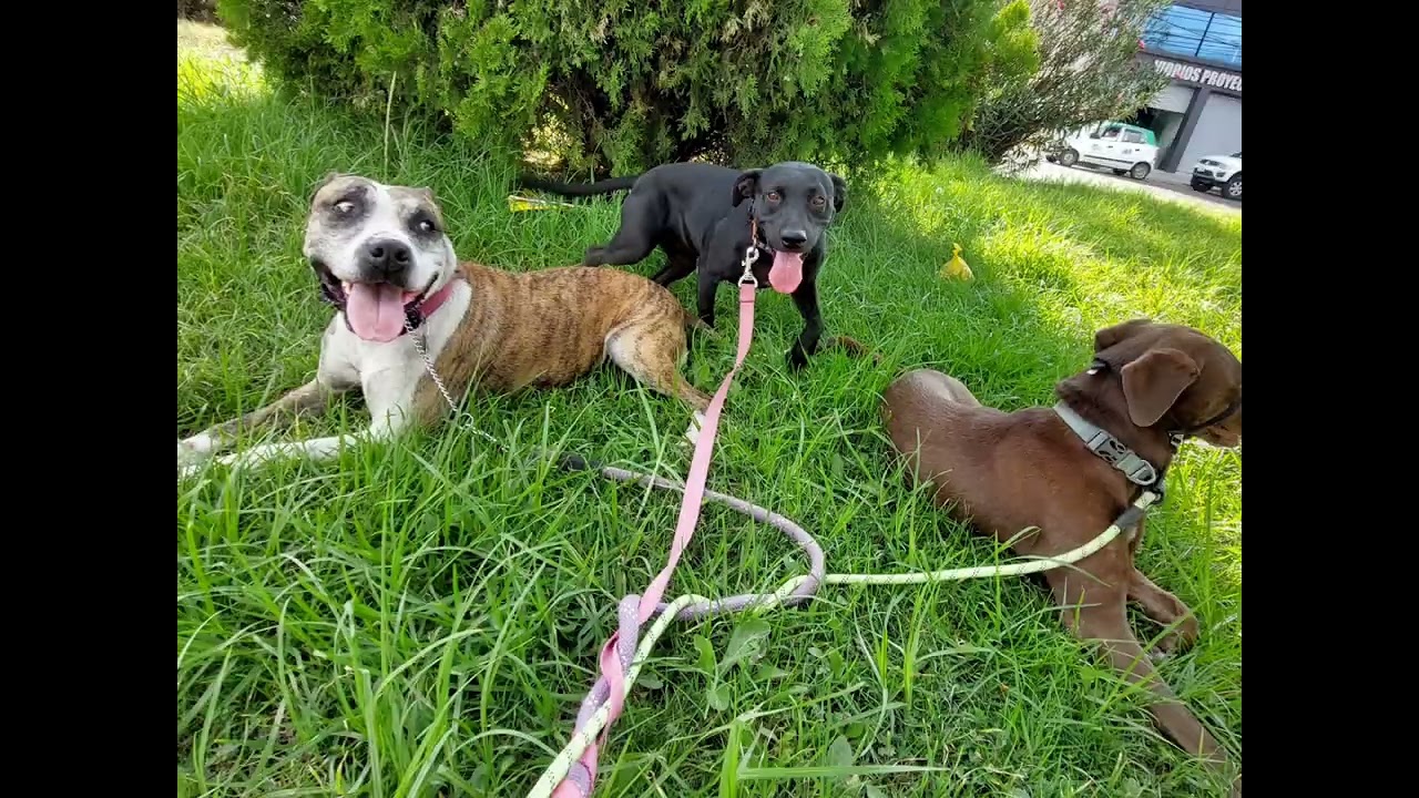 RECUERDO DE PASEOS CON LEIA LUKE y SHURI