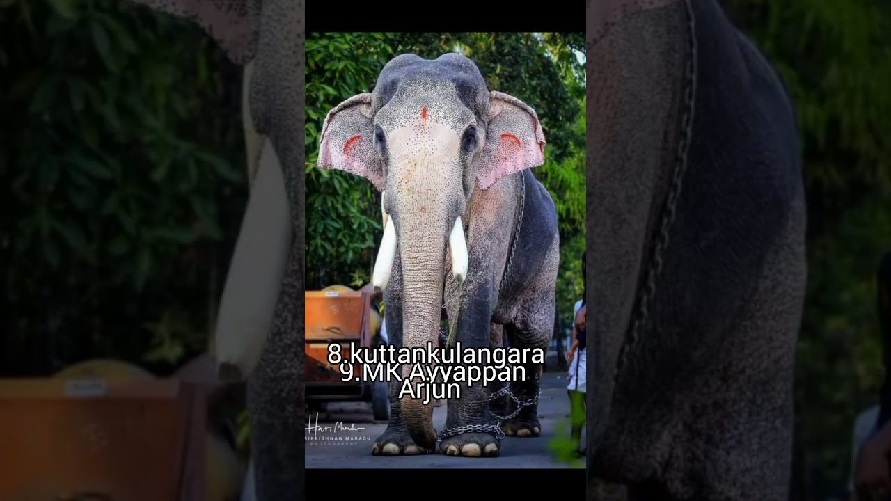 Top 10 tallest elephant in Kerala 2023 #elephant #animal #amazingfact #analysis  #amazingfact