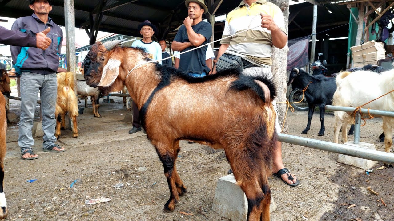 PEJANTAN JRABANG SUPER HARGA MURAH‼️ PASAR KAMBING PURWANTORO WONOGIRI