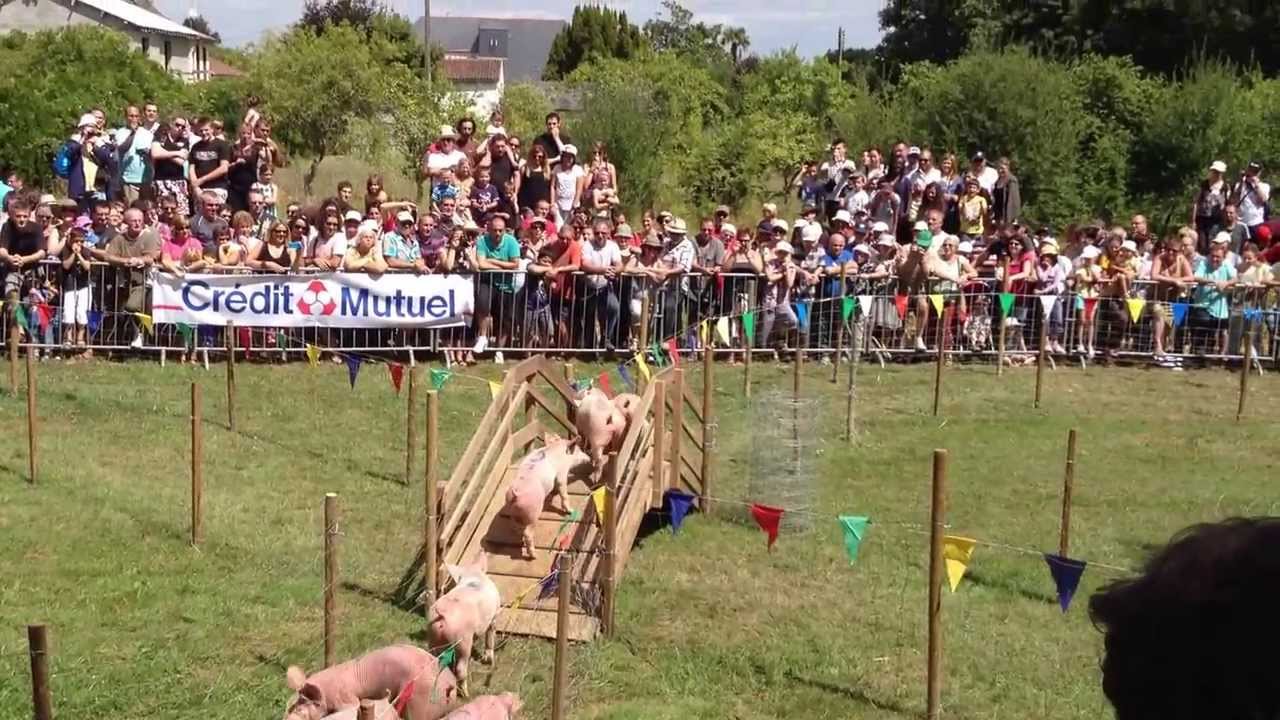 course de cochons