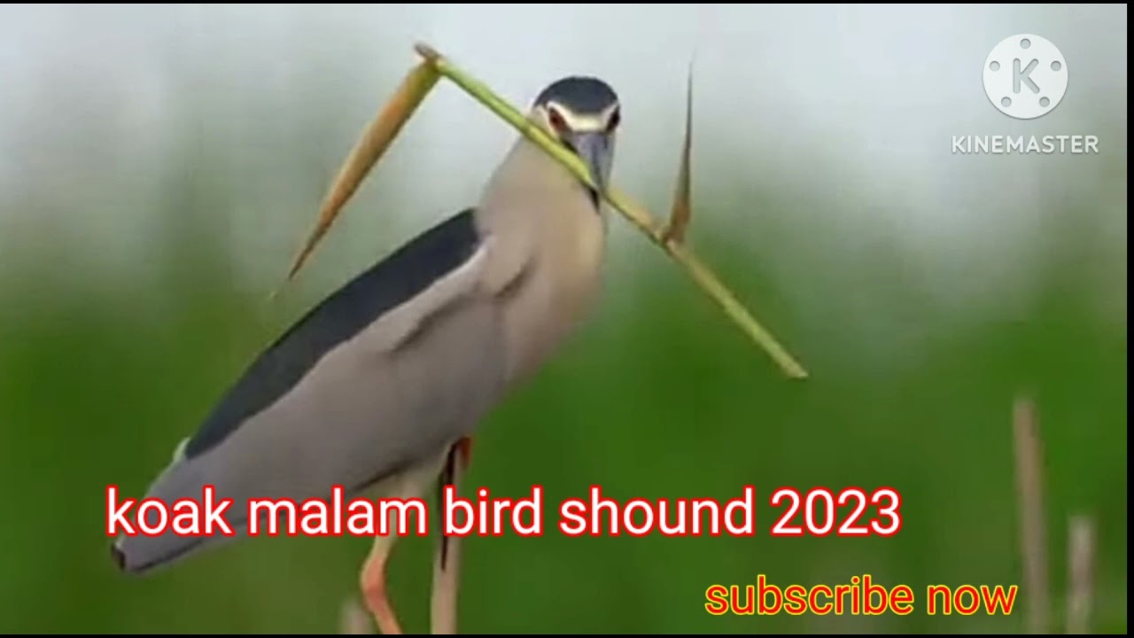 koak malam bird should 2023সালের নতুন বাকচুক পাখির ডাক ।#mp3 bird shound studio.