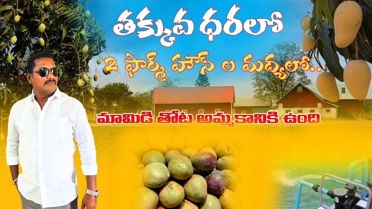 తక్కువ ధరలో మామిడి తోట అమ్మకానికి ఉంది ||#rjrpropertiesservices ||#farmland||#realestate||#property