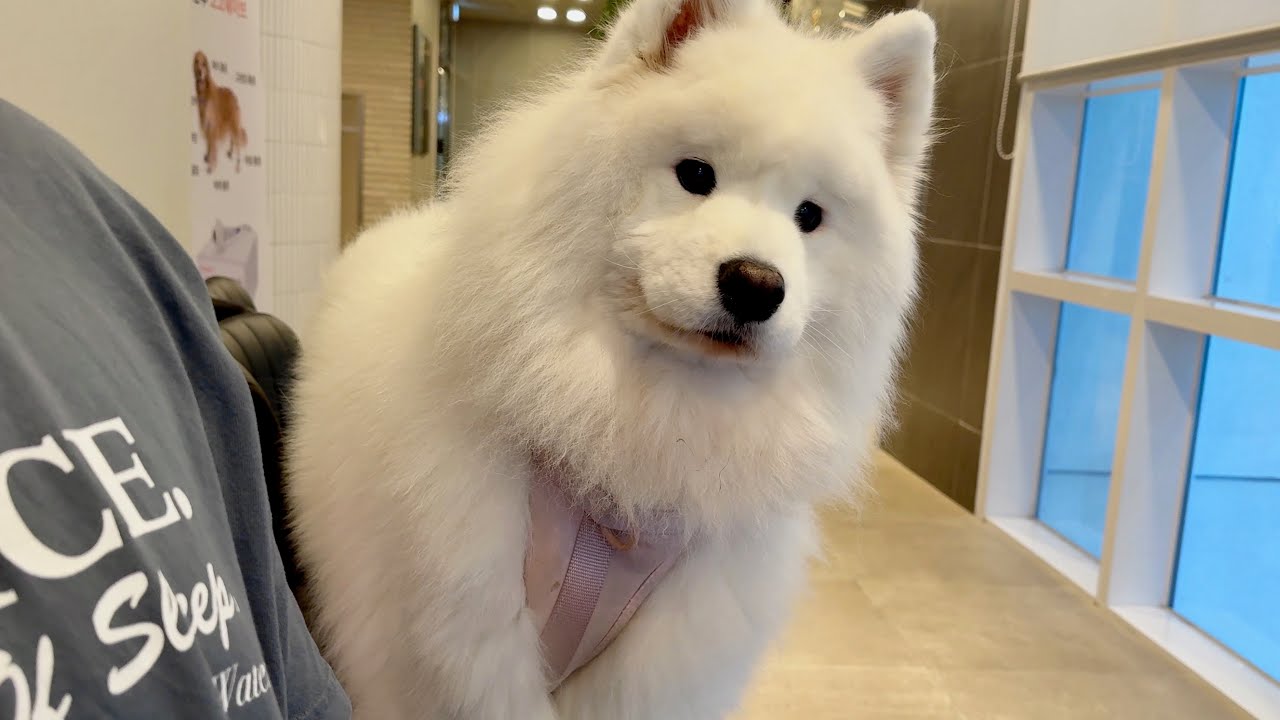 Wooyoo regrets following me to the vet