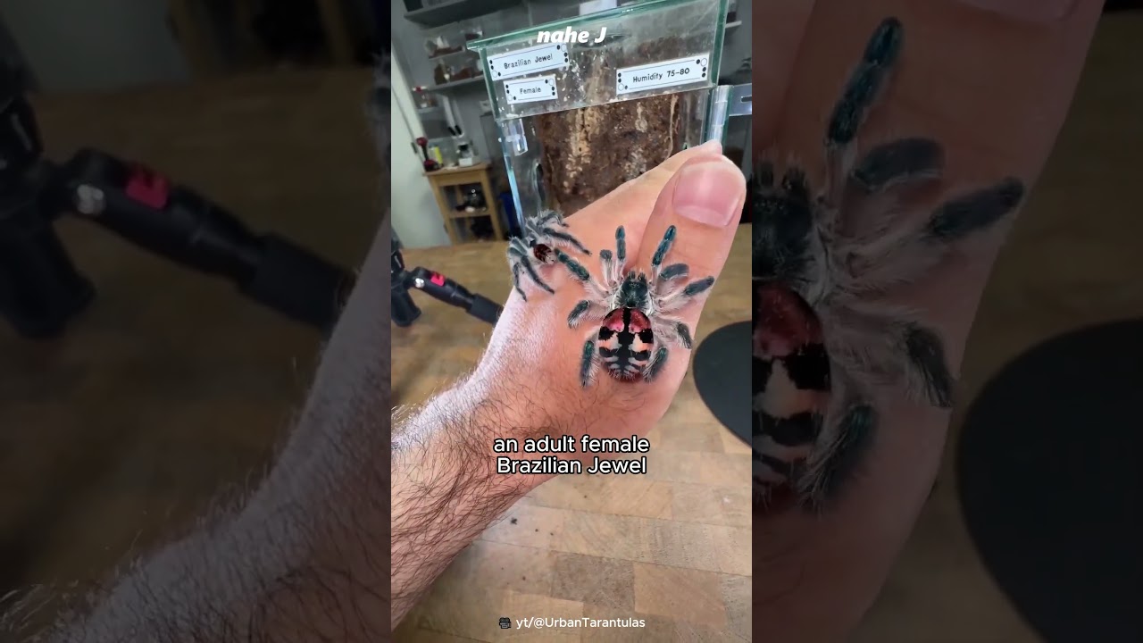 Rare Brazilian Jewel Tarantula