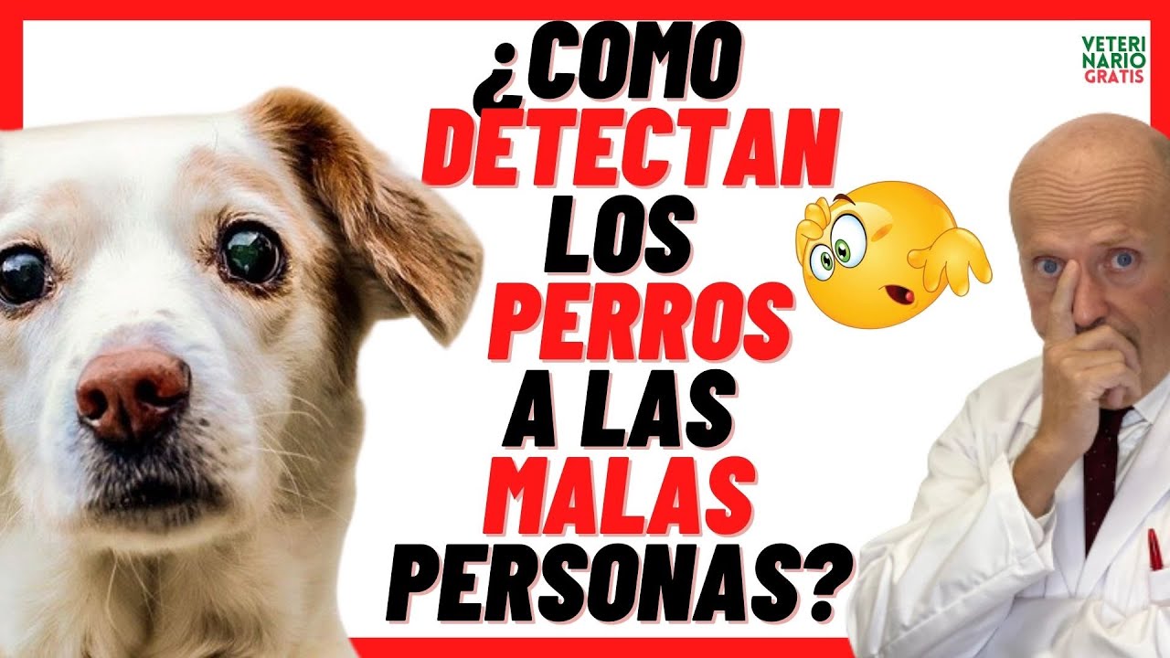 🔴 ¿CÓMO DETECTAN LOS PERROS A LAS PERSONAS CON MALAS INTENCIONES? 🔴 Y LA MALDAD DE LA GENTE