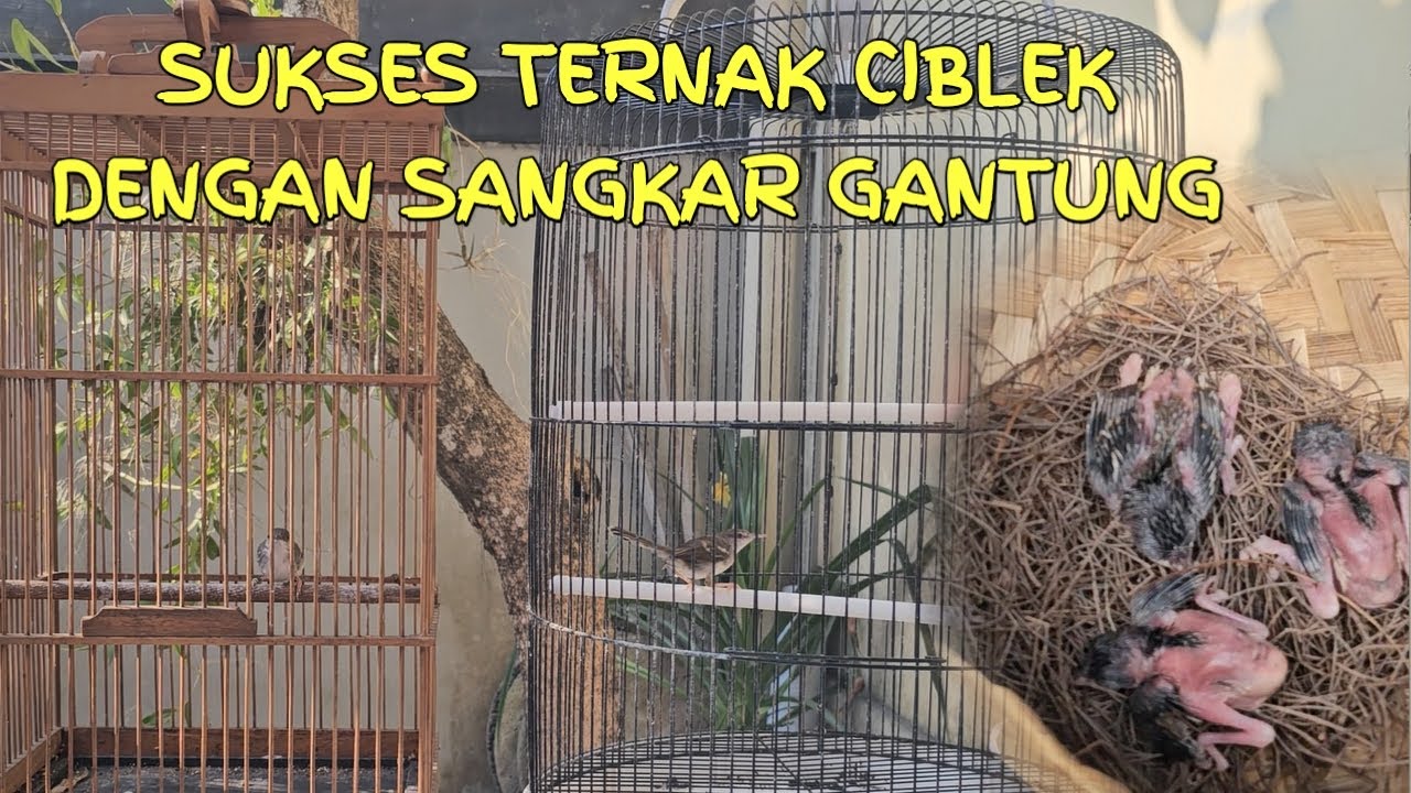 TUTORIAL TERNAK CIBLEK DI SANGKAR GANTUNG SAMPAI MENETAS UNTUK PEMULA #ciblek #ternakciblek