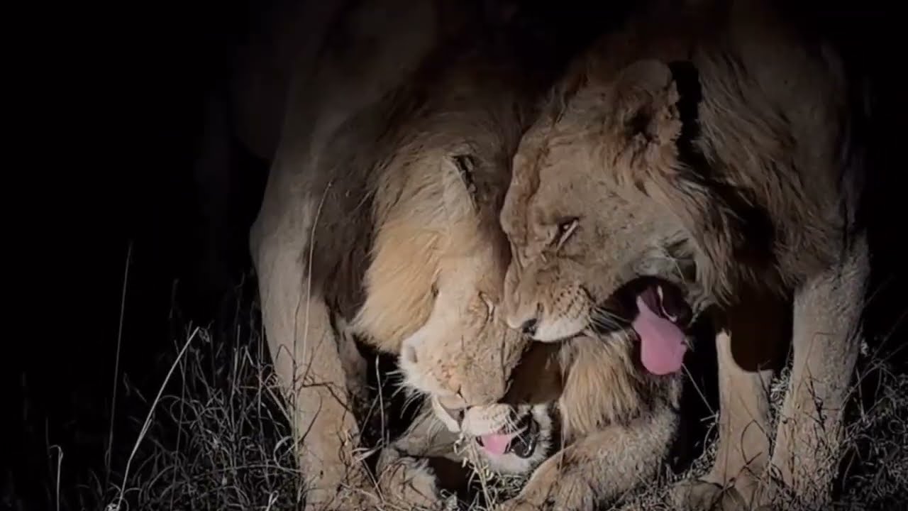 Mohawk Avoca Male Lion and Nkuhuma Princes | 8 October 2023