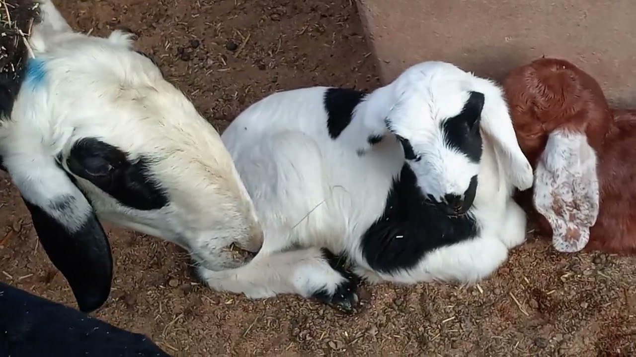 Bakri Ka ChhotaSa Safar 🤔Banakar🐐 Bakri Vlog | Minute Ka Desi Content ||Banakar