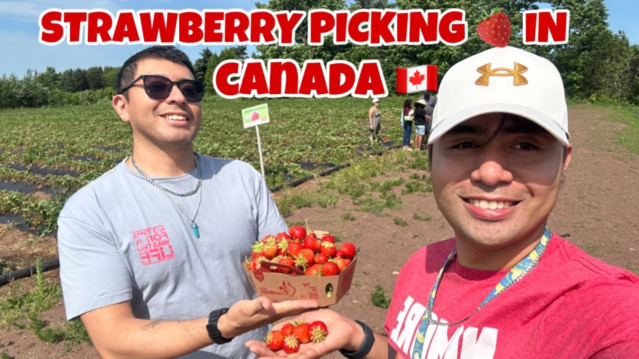 FRUIT PICKING SA CANADA 🇨🇦 | BUHAY SA CANADA 🇨🇦|  VLOG#52  @johnflores4844  ​