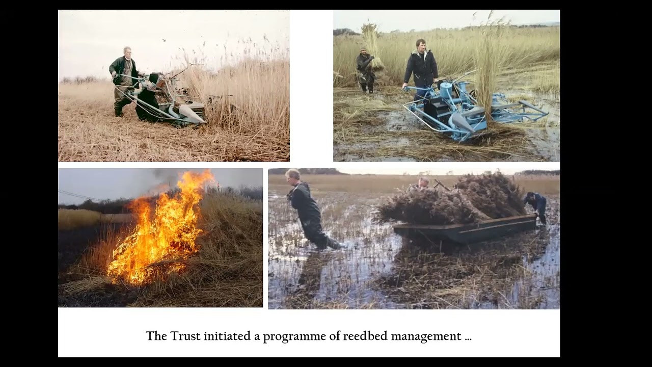 Management for Bitterns at Far Ings National Nature Reserve 2015 - 2021 with Simon Wellock.