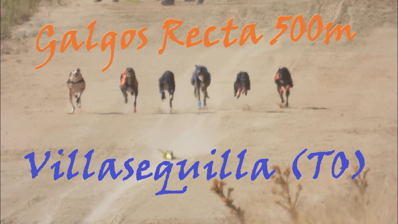 Galgos recta en Villasequilla, Toledo