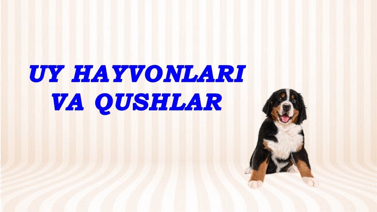 UY HAYVONLARI. UY QUSHLARI ( PARRANDALARI).  Уй хайвонлари. Rus Tilini O'rganamiz.Учим Русский Язык.