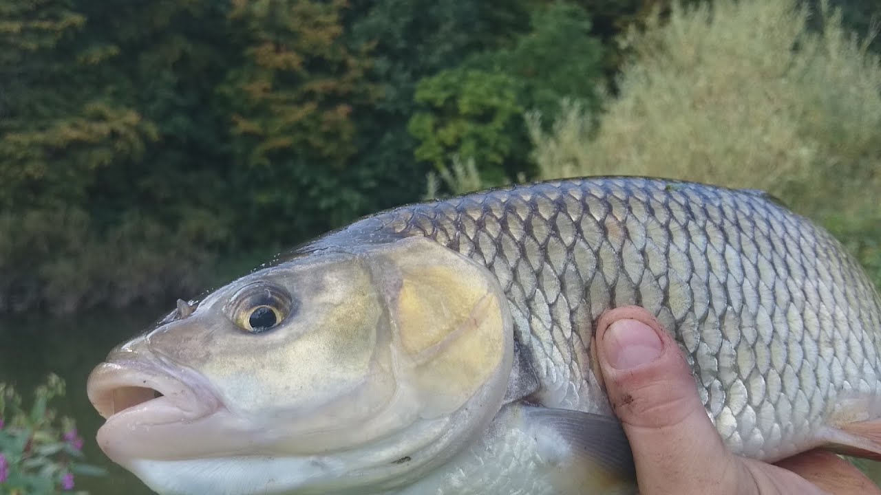 Grube klenie we wrzesniu(53,60cm)|grzesiek am main