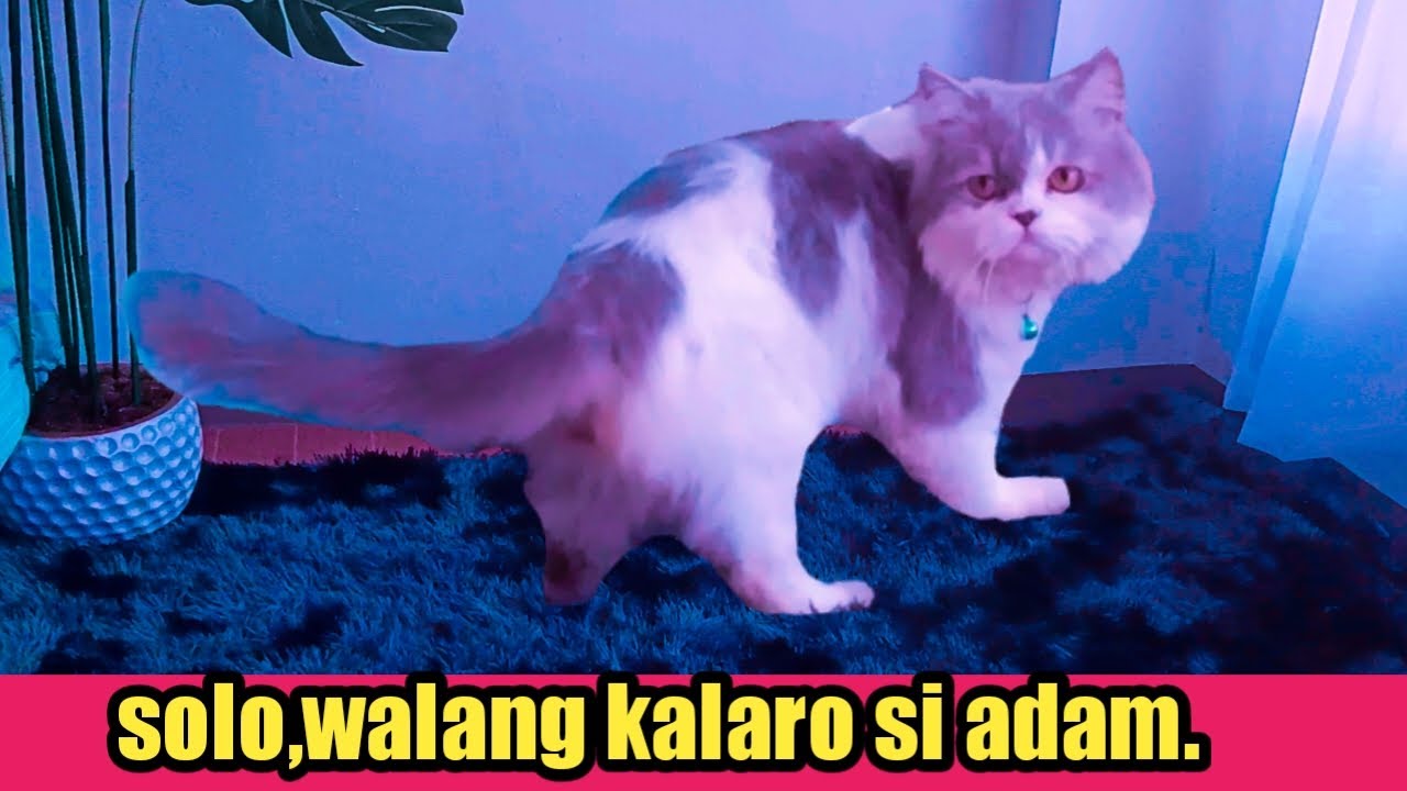 Adam ,solo walang kalaro.
