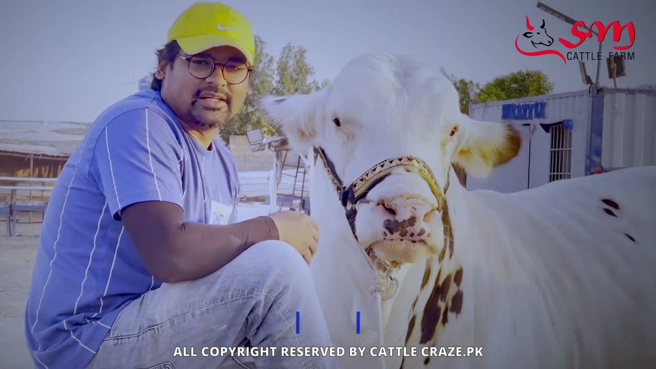 SM Cattle Scenz 🧨 (Huge Bulls)