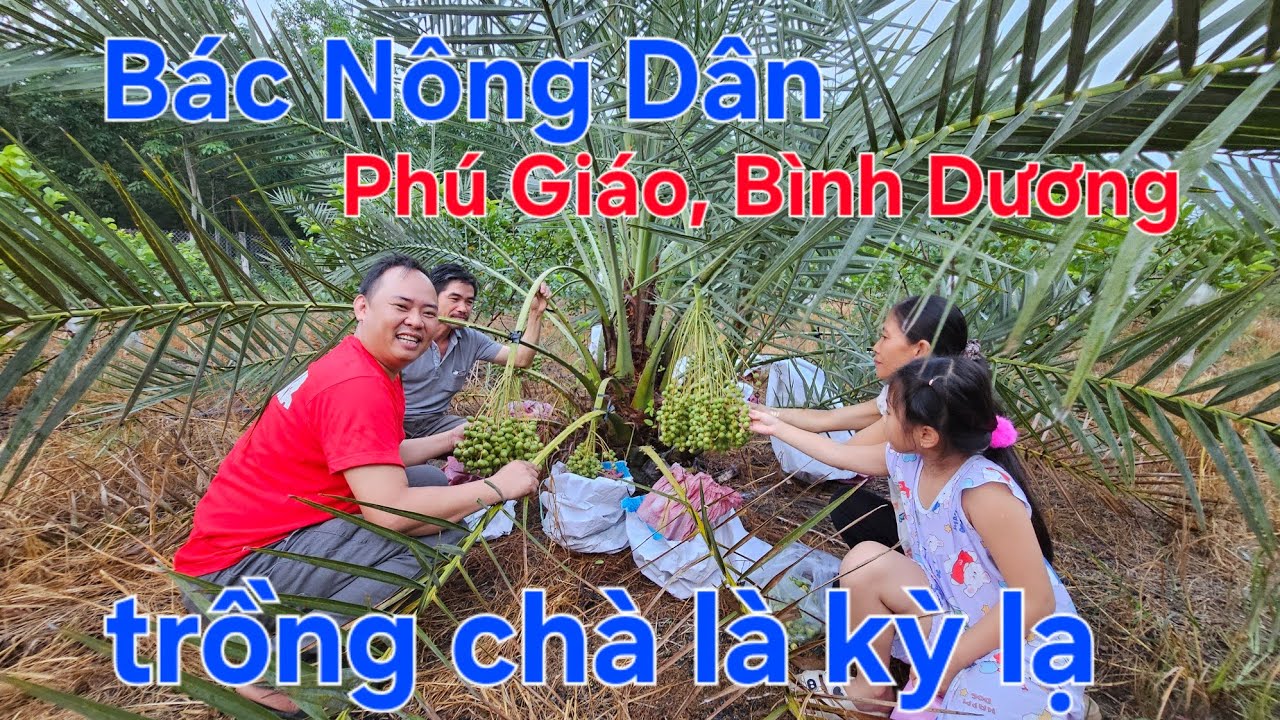 Tin nóng nhất hôm nay [[ vườn chà là trồng ở Phú Giáo, Bình Dương ]] cách làm kỳ lạ