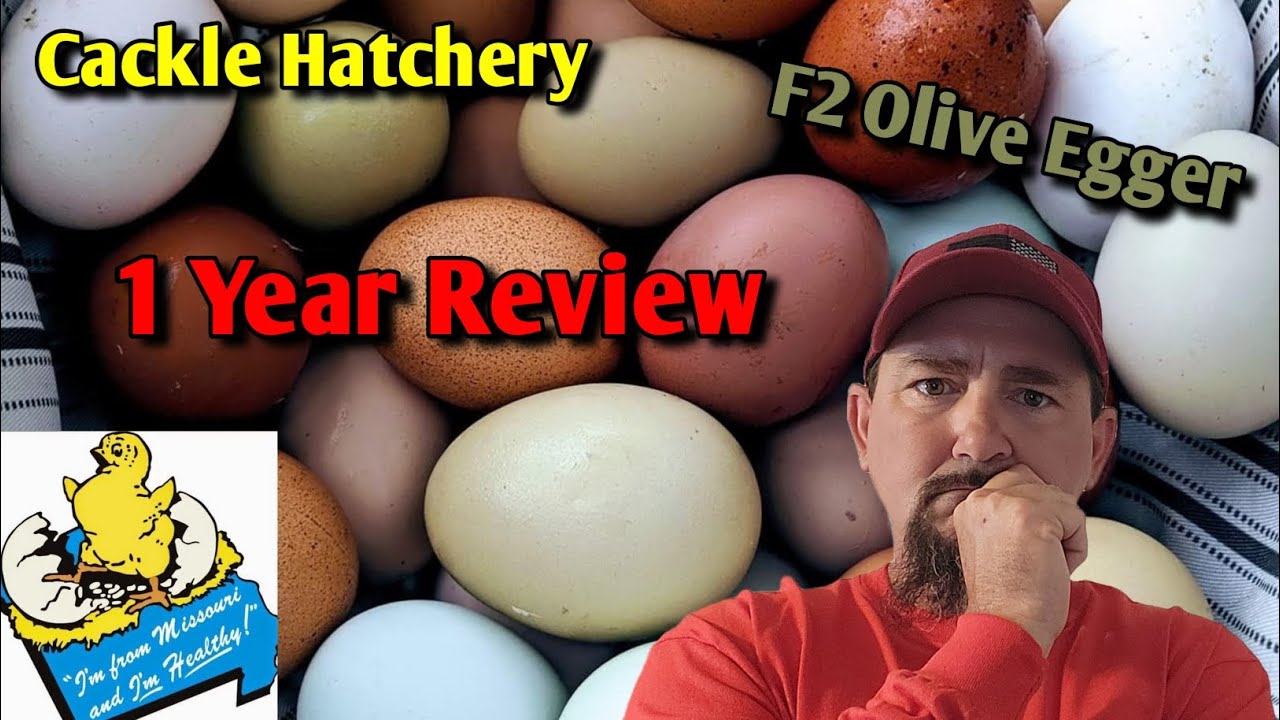 Were the F2 Olive Egger Colors as Promised? Cackle Hatchery 1Yr. Review