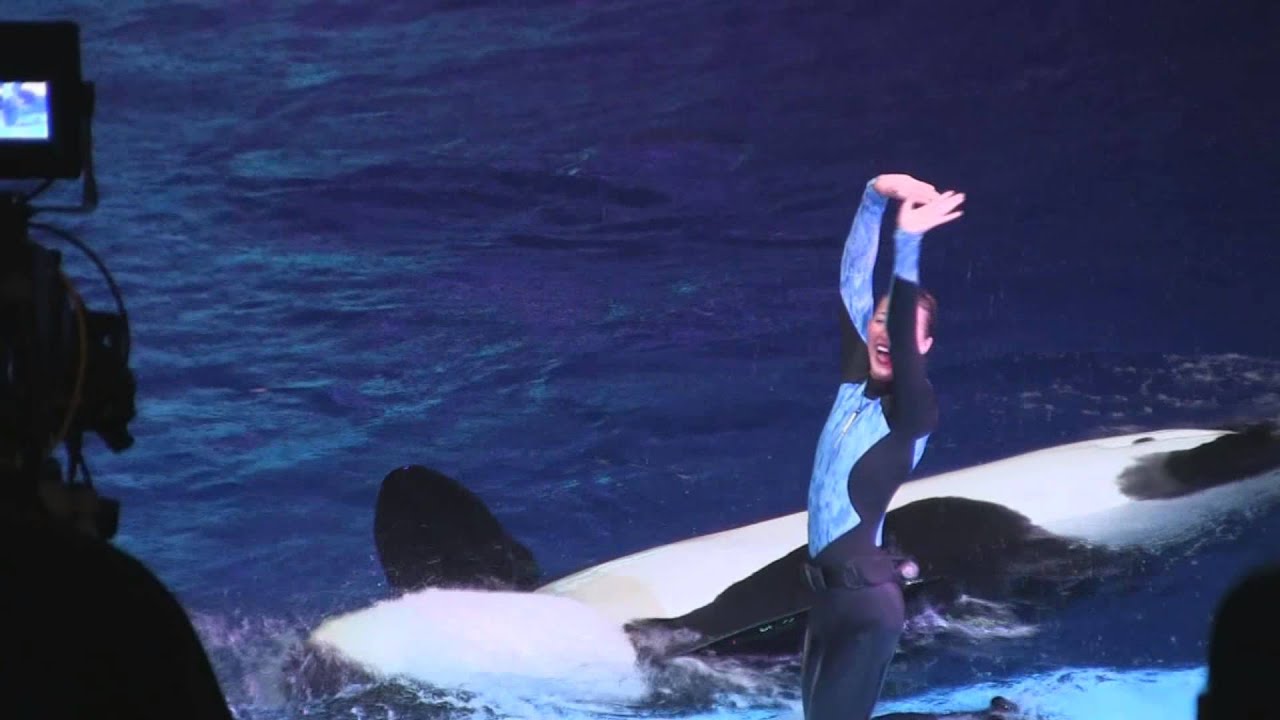 Shamu's Christmas Miracle at SeaWorld Orlando's Christmas Celebration