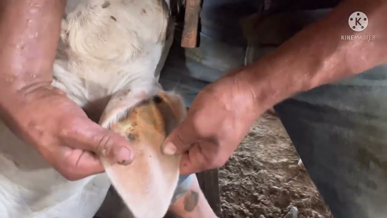 Manejo de registro de RGN ABCZ