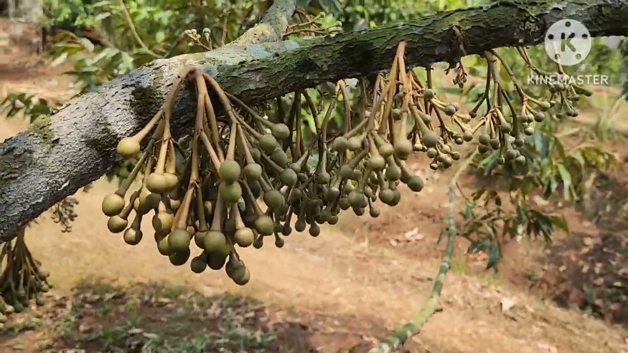 MASIH MAU MENANAM TRIPLE TREE PLANTING?? 😁
