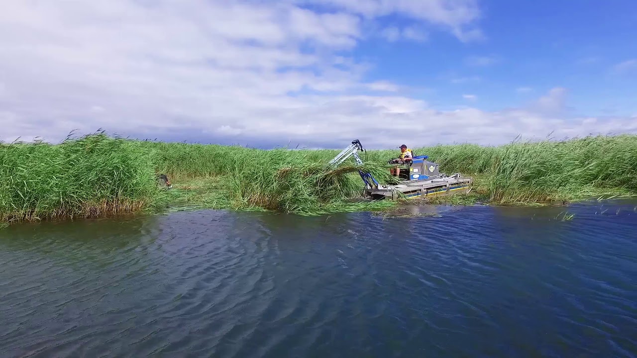 Phragmites - Canada's Worst Invasive Plant - and how communities are fighting back