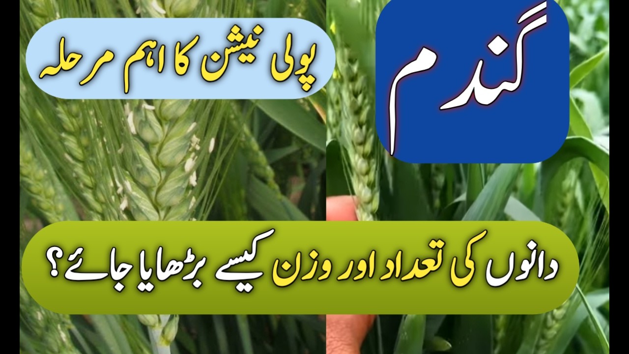 🌾 Precautions at Pollination Stage of Wheat | Increase Grain Number & Weight in Wheat Spike -70 mond
