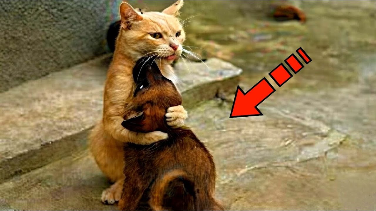 Слепого щенка уже собирались усыпить. Но посмотрите, что сделала кошка!