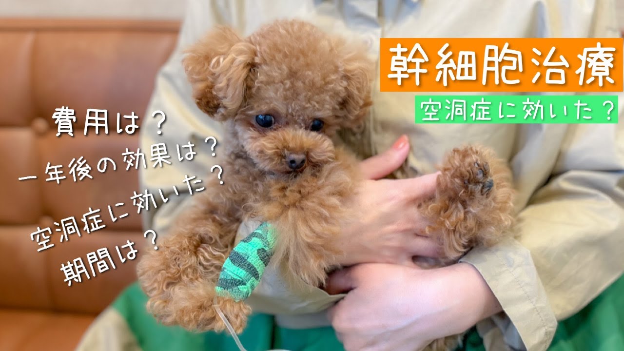 【犬の再生治療】幹細胞治療、一年後の効果は？