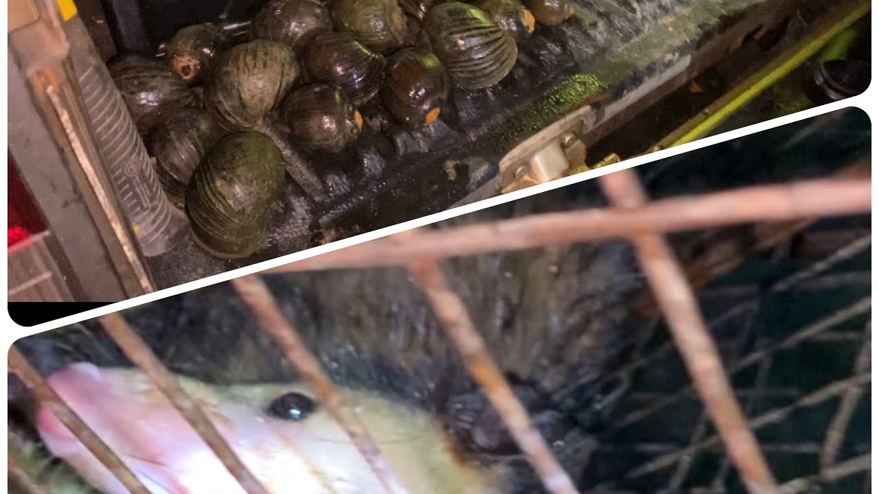 River conch hunt Trinidad plus manicoo #trinidad #hunting