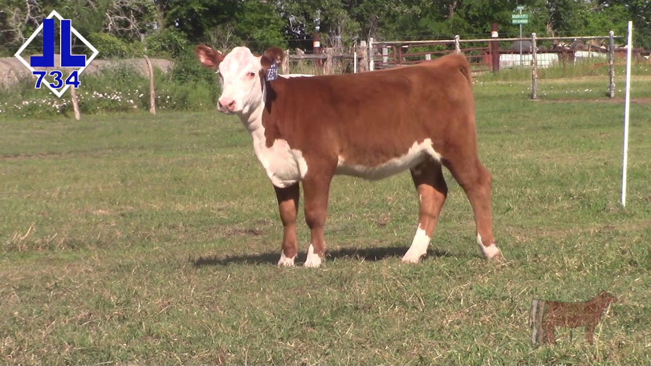 Lot 2 - DBLL JR 6011 JULIETTE 734 ET
