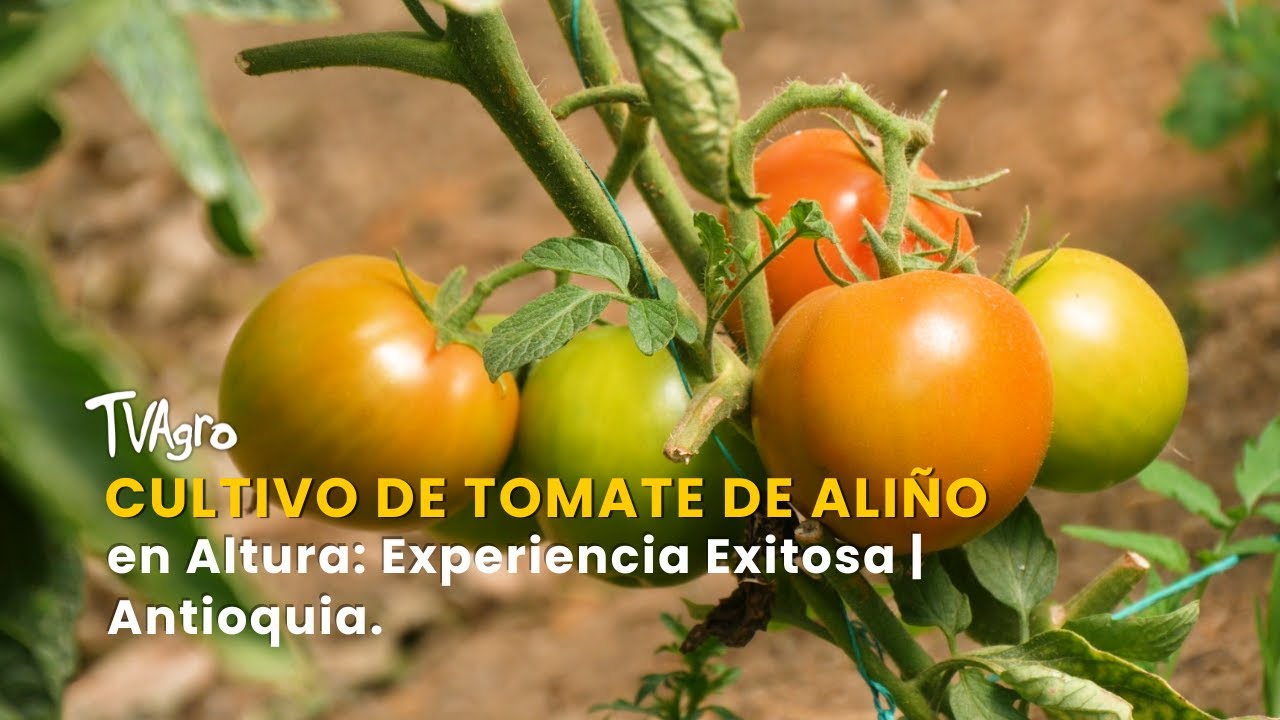 Cultivo de Tomate de Aliño en Altura: Experiencia Exitosa | Antioquia -TvAgro por Juan Gonzalo Angel