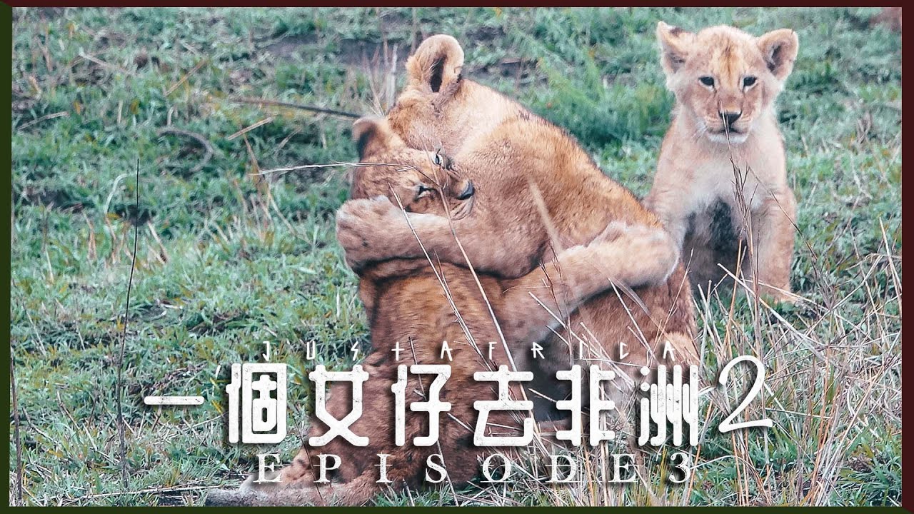 【可愛攻擊💕】今天是獅子日🦁第一次親眼看由交配到幼獅｜一個女仔去非洲2 EP3｜TANZANIA VLOG｜RedisPolly