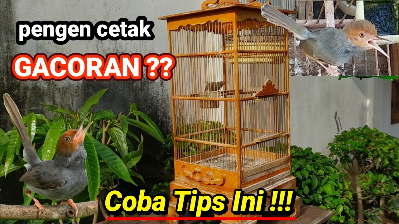 Perawatan Prenjak Bahan Agar Gacor Untuk Harian !!
