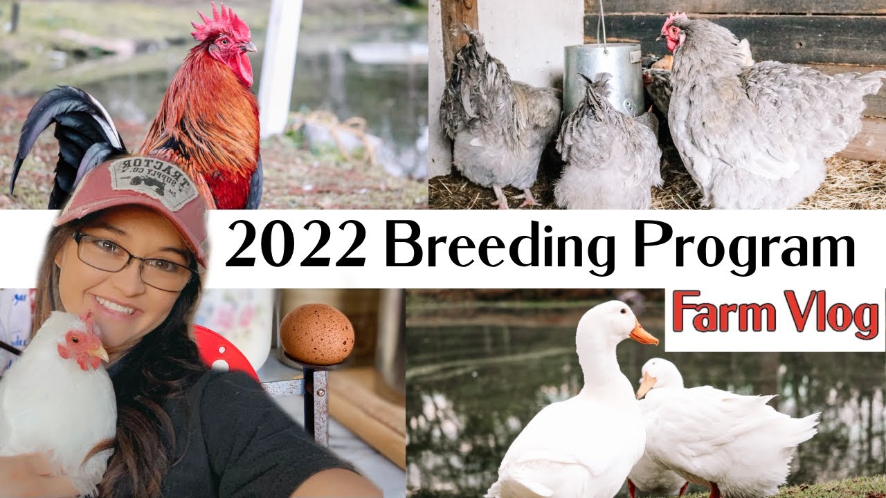 BARN TOUR | My Breeding Program, Getting Ready For 2022 | Farm Vlog | Hal's Hatchlings Series