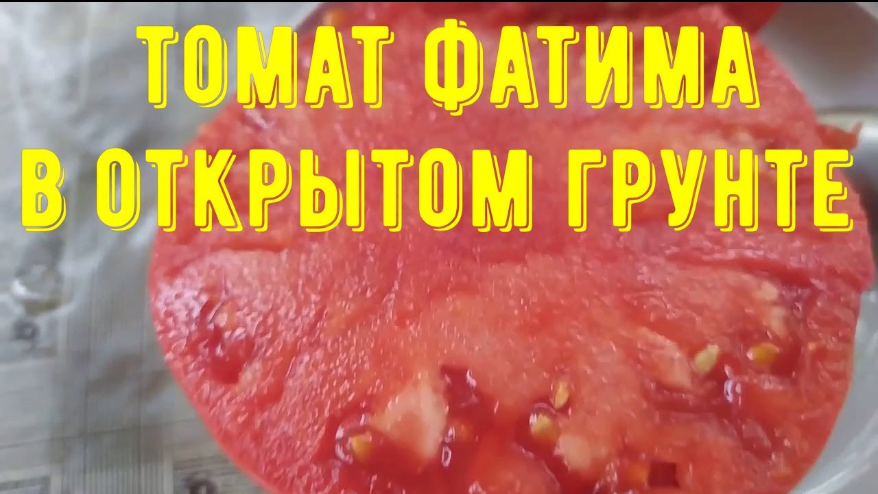 Tomato Fatima in open ground.