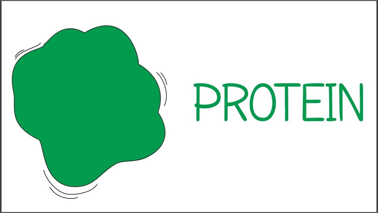 Struktur dan Fungsi Protein | Biomolekul #4