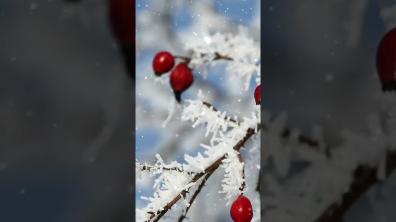 Earl Grey Quartet ❄️ cozy winter jazz instrumental playlist