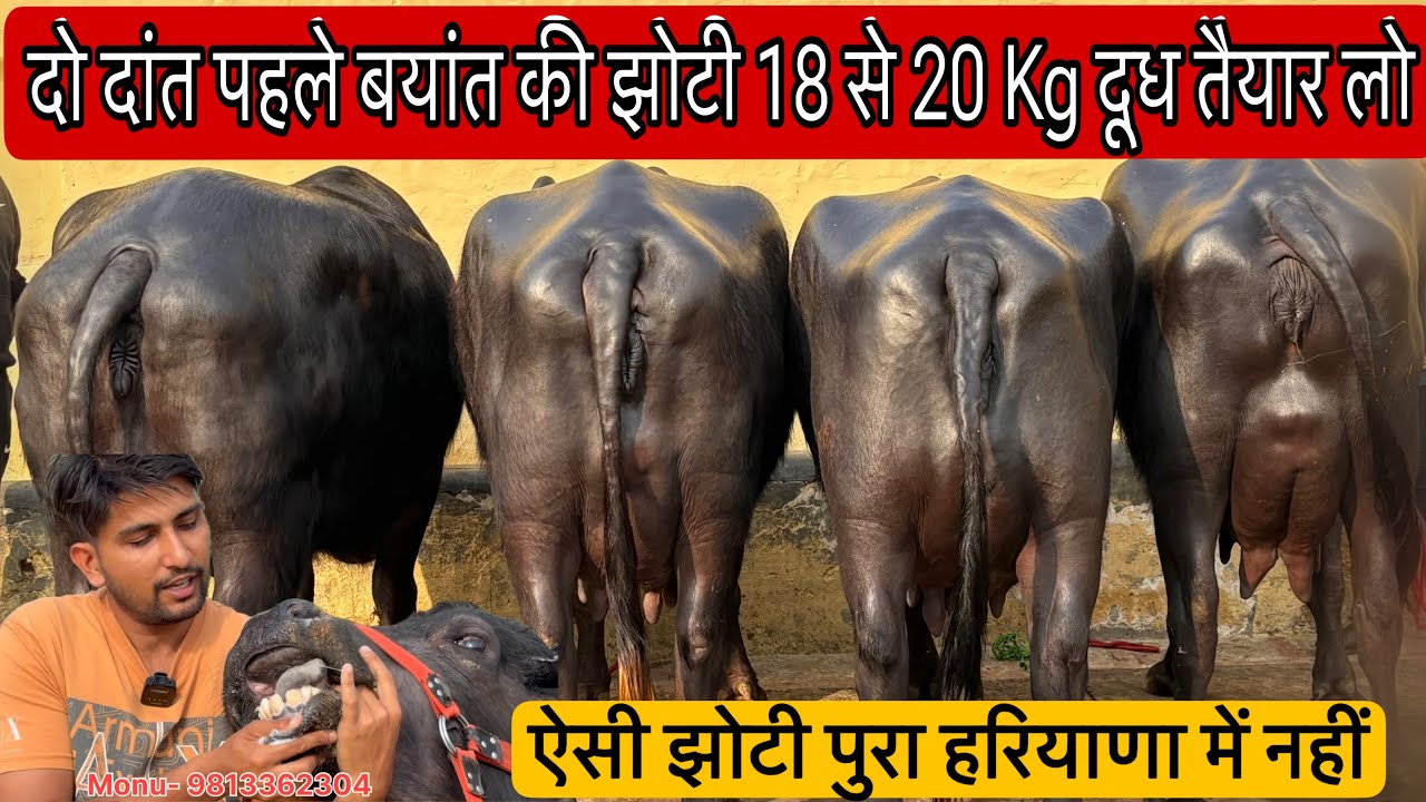 पहले बयांत की झोटी 16 से 20 Kg तैयार। जो दूध बताउँगा वो ही मिलेगा ।Monu Dairy Farm Narnual