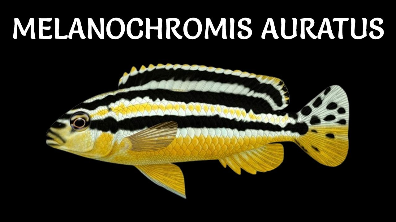 Melanochromis auratus  ✔