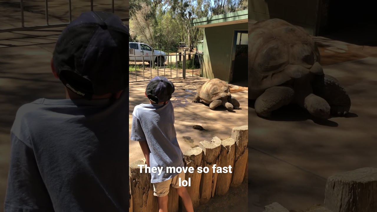 The Aldabra Giant Tortoise - Western Plains Dubbo Zoo - New South Wales Australia