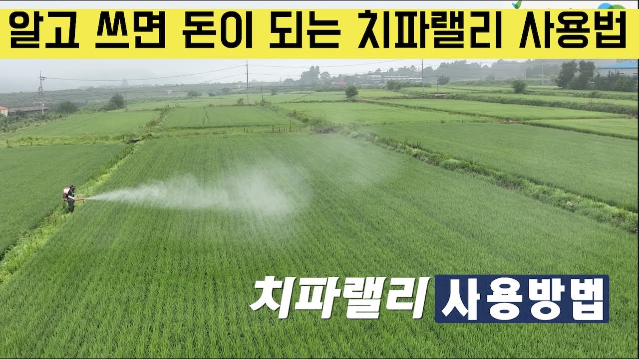 [한국농수산TV] 내가 미처 몰랐던, 돈이되는 치파랠리 사용법 완전 정복! - 경북 의성