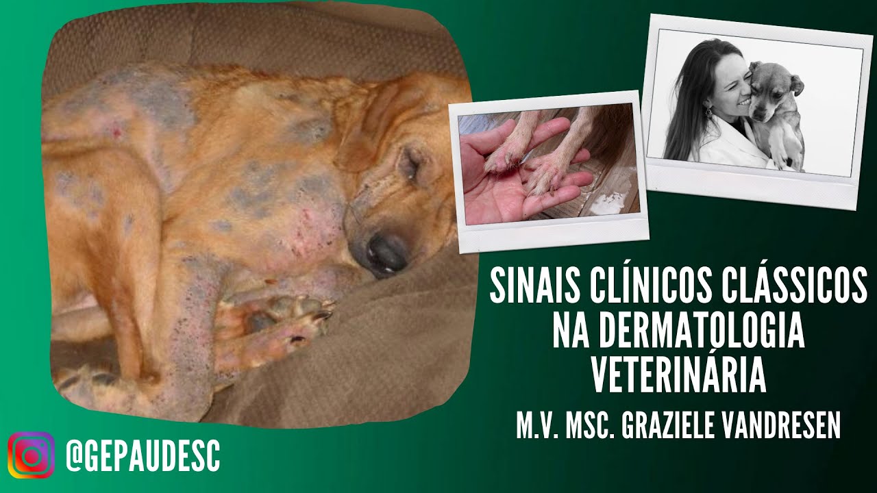 Sinais Clínicos Clássicos na Dermatologia Veterinária - MV MSc Graziele Vandresen [17/12/2020]