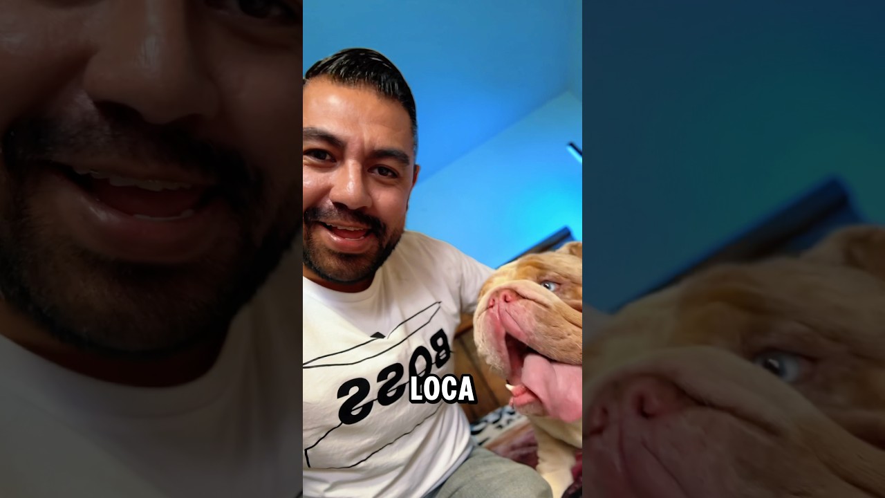 Los perros 🐶 no pueden dormir en la cama 🛌 #polar #perrodexavi #polarperro