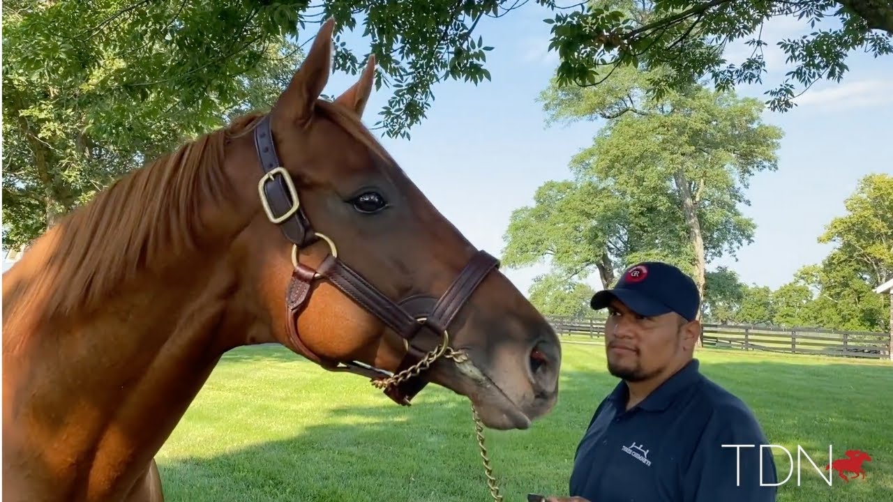 First Crop Gun Runner Yearlings Sweep Into Sales Season